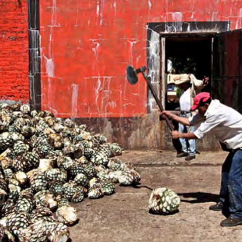 David Driscoll writes about his recent agave spirits trip