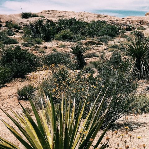 The Man Who Changed Tequila: A Rags to Agave Story