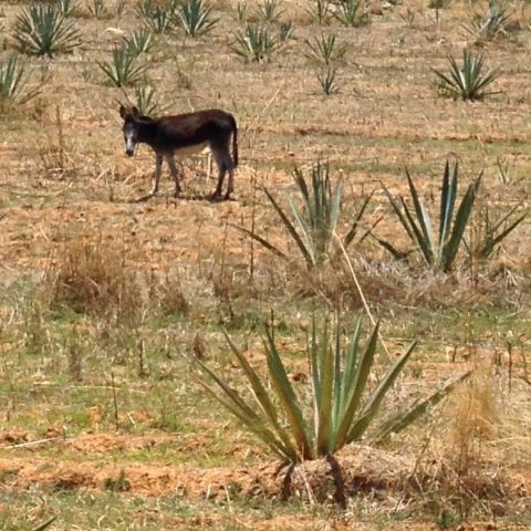 Mezcal 101