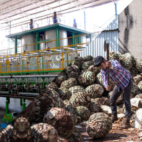 Lancement d’informations sur les diffuseurs de la production de tequila